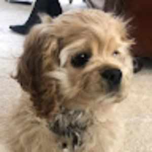 Meet your Posher, Tobias